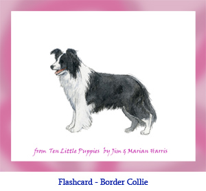 Border Collie Dog Flashcard – no breed name